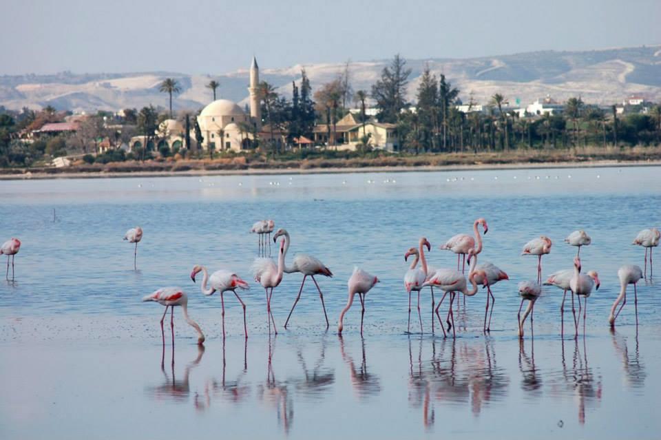 The White House Vila Larnaca Exterior foto